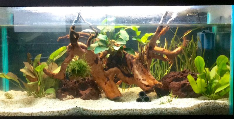 Bild mit Garnelen-Aquarium