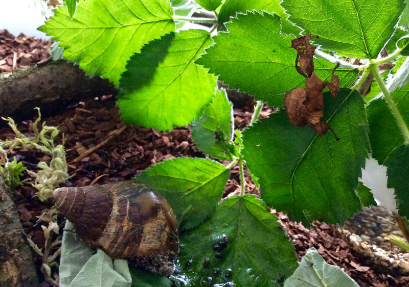 Afrikanische Große Achatschnecke und Australische Gespenstschrecke.