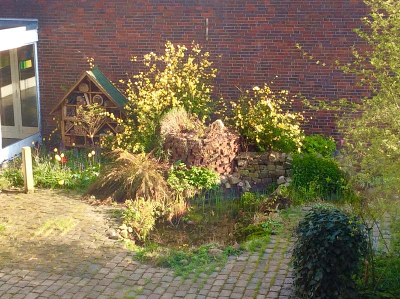 Die GEOase ist ein Biotop inmitten der Schule.
